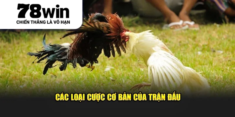 Các loại cược cơ bản của trận đấu
